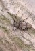 kozlíček skvrnitý (Brouci), Leiopus nebulosus, Cerambycidae, Acanthocinini (Coleoptera)